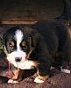Bernese mountain dog puppy