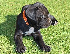 Cane corso puppy