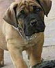 Inquisitive boerboel puppy
