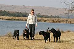 Labradors at the dam