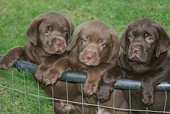 3 chocolate Labrador puppies