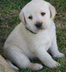Labrador retriever puppy