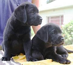 2 female Labrador puppies