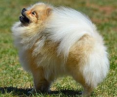 Plumed tail