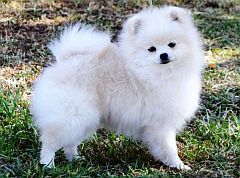 Toypom showing off