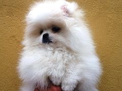 Tiny ball of fluff
