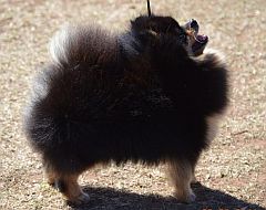 Dark coloured dog