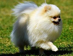 Female toypom strutting her stuff