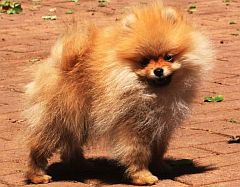 Orange toypom puppy