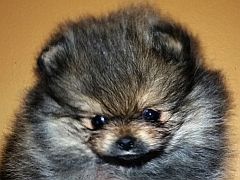 Orange sable toypom puppy