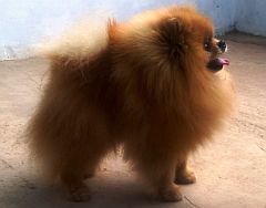 A dog we imported from USA
