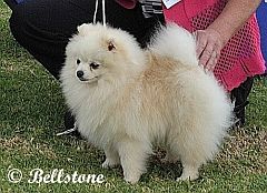 Pomeranian show dog