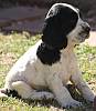 Cocker spaniel puppy