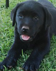 Black Labrador puppy