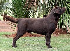 chocolate Labrador profile