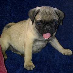 Fawn pug puppy with black face