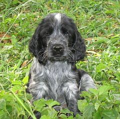 Puppy posing
