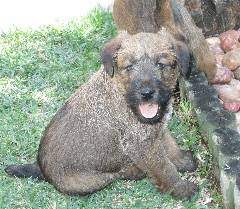 Mischeivous Irish terrier puppy