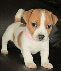 An alert Jack Russell puppy
