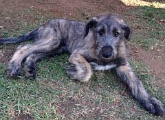Irish wolfhound puppy at 10 wks