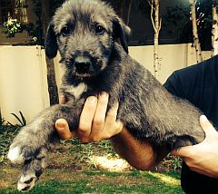 A puppy being held
