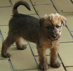 Irish terrier puppy with a natural, undocked tail
