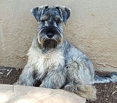 Karoo, our new stud dog.