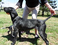 Black German shorthaired pointer with white flecks