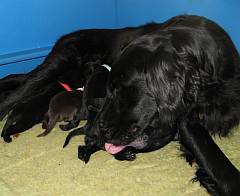 Litter of flat coated retriever puppies