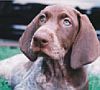 German shorthaired pointer puppy