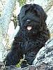 Russian black terrier puppy