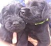 Two black standard schnauzer puppies