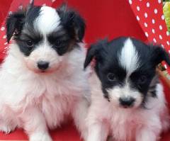 White papillon puppies with black markings on the face