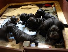 Babies in a whelping box