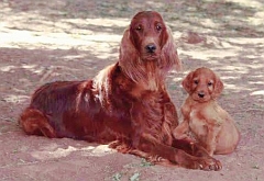 An Ardmore Irish setter puppy with mother