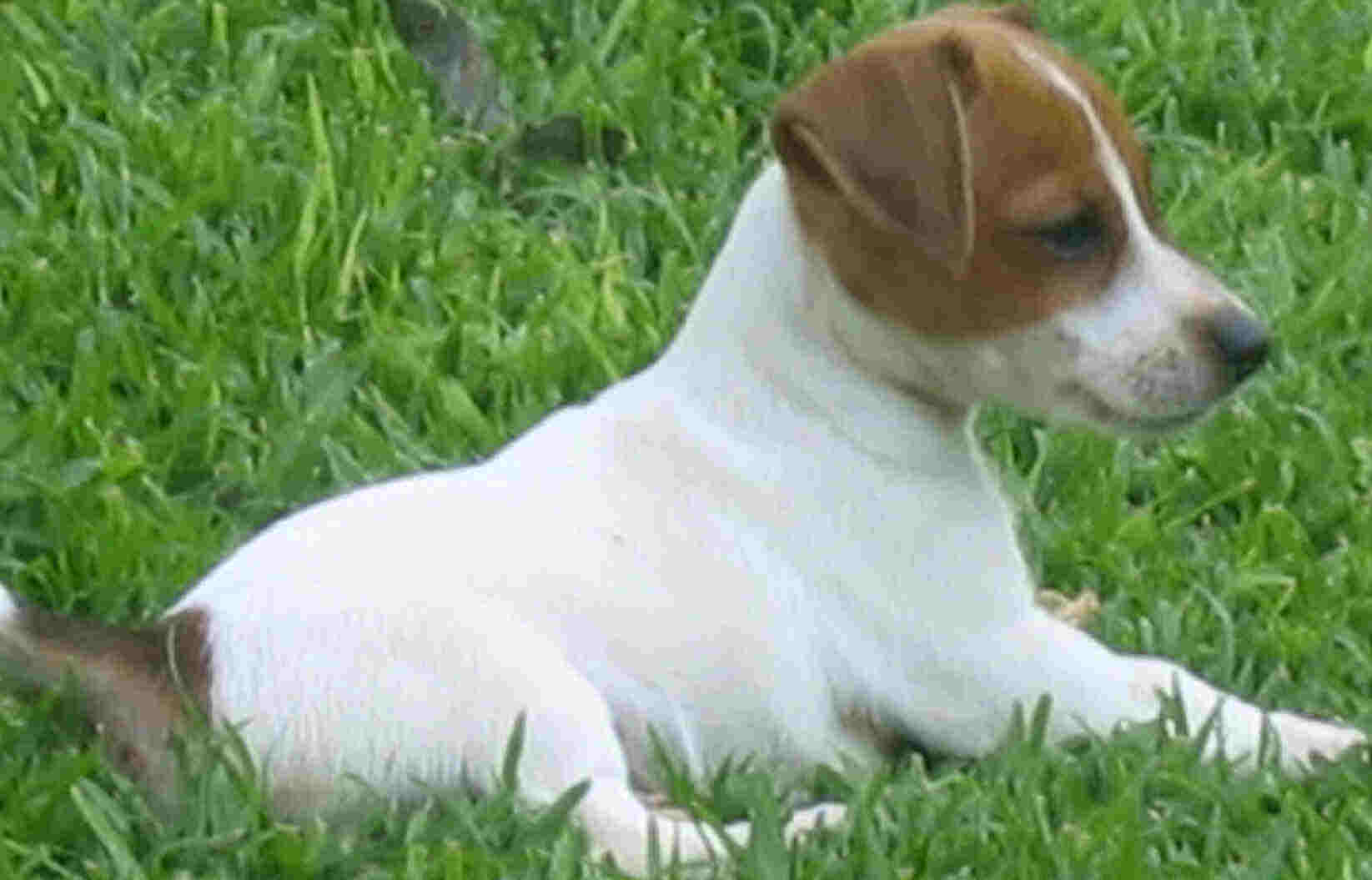 Jack Russell puppy reclining on grass
