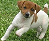 Jack russell puppy running