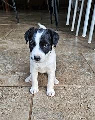 Jack Russel puppy, white with black ears.
