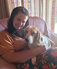 Beagle on the breeder's lap