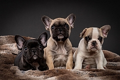 3 baby frenchies