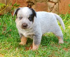 A white puppy with black eye patch