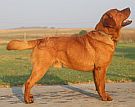 Red Labrador courtesy  MC Oosthuizen