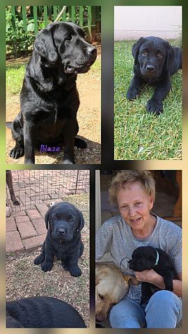 Black Labrador puppies.
