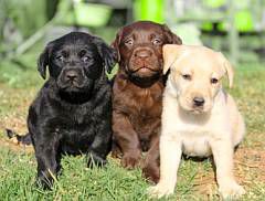 A black, a yellow, and a chocolate puppy
