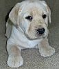 Yellow Labrador puppy