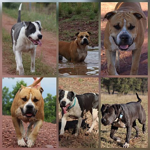 Collage of American Staffordshire Terriers