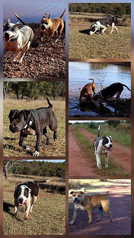 Collage of Amstaffs.
