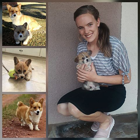 Dog breeder holding tiny corgi puppy.