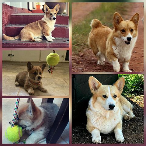 Collage of Pembroke Corgis.