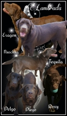 Collage of our chocolate Labradors
